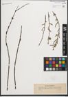 Foto von Salix purpurea L.